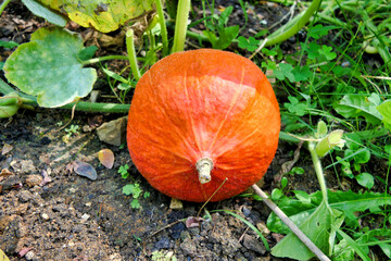 Obraz premium Red Kuri Squash.