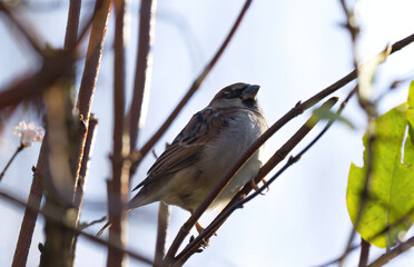 cute sparrow up in the tree, sparrow between small branches, small bird looks into the sun, songbird enjoys the sun, house sparrow hidden between small branches, lovely Passer domesticus