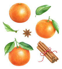 Watercolor illustration of three mandarine fruits with leaves, cinnamon sticks and anise seeds.