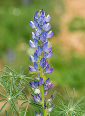 Obraz premium wild plants, photos with blue wild flower