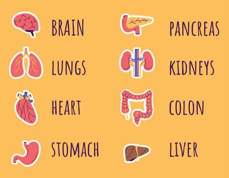 Internal organ human anatomy stickers isolated concept. Vector design graphic illustration