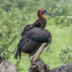 A southern ground hornbill perches gracefully in a tree, its striking black feathers contrasting with the branches.