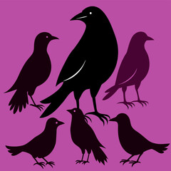 silhouettes of birds