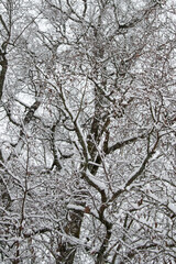 snow covered tree