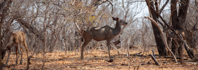 Kudu antelopes at African savanna. Tragelaphus strepsiceros at Chobe national Park, Botswana