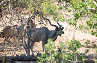 Kudu at African savanna. Male horned antelope at Chobe national Park, Botswana