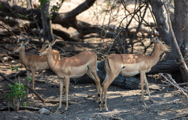 Impalas at Chobe national Park, Botswana Africa. Medium size antelopes in nature