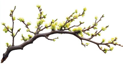 Fototapeta premium tree isolated on white