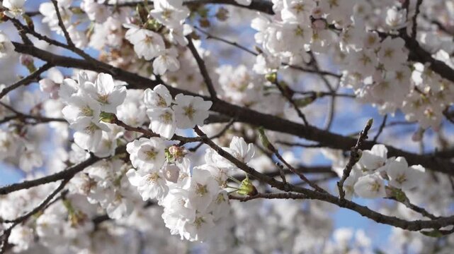 福島県　夏井千本桜