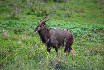 Nyala at African savanna. Male horned antelope at Hluhluwe national Park, South Africa.