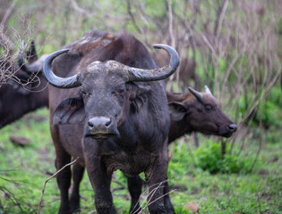 African buffalos, cape buffalo portrait, Hluhluwe National Park in South Africa