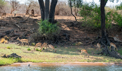 mpalas antelopes grazing grass. Wild animals herd at the river bank, Chobe national Park, Botswana.