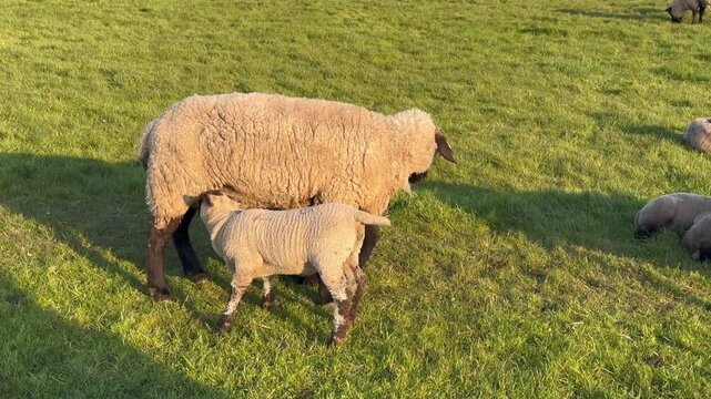 Ein Lamm trinkt Milch bei seiner Mutter auf einer gr&uuml;nnen Wiese