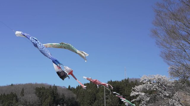 福島県　夏井千本桜