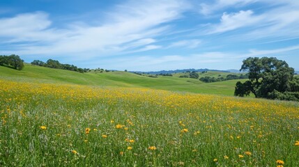 A picturesque summer landscape with a vast green field of dandelions stretching towards a horizon framed by a vibrant blue sky dotted with fluffy clouds