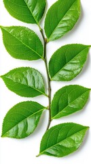 Obraz premium A photostock of freshly cut green tea leaves arranged symmetrically, organic and crisp, isolated on a clean white background, High Quality