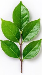 Obraz premium A photostock of freshly cut green tea leaves arranged symmetrically, organic and crisp, isolated on a clean white background, High Quality