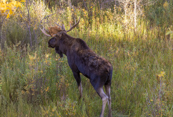 Bull Moose During the Rut in Grand Teton National Park Wyoming in Autumn