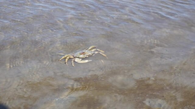 Eine Krabbe l&auml;uft im flachen Wasser der Nordsee