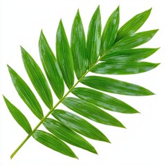 A photostock of lush tropical palm leaves with a vibrant green hue, isolated on a pure white background, High Quality