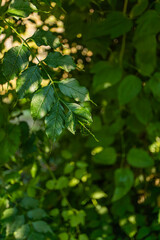 Close-up of branch with green leaves illuminated by sunlight, with blurred green plants background in a natural environment.
