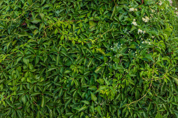 Dense wall of lush green leaves with small white flowers and buds growing on a garden hedge.
