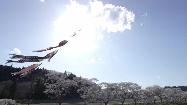 福島県　夏井千本桜
