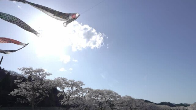 福島県　夏井千本桜