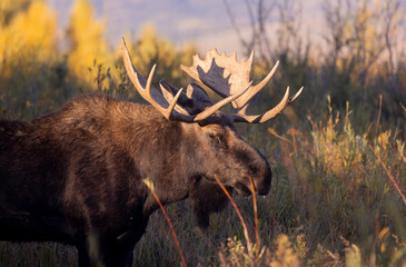 Bull Moose During the Rut in Grand Teton National Park Wyoming in Autumn