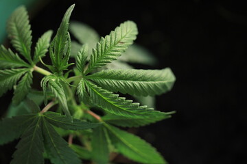 hemp plant medical cannabis pot growing  home