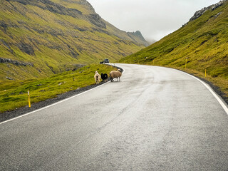 A flock of sheep stand on the side of a two lane highway running through the majestic mountains. A common sight in the Faroe Islands, where sheep outnumber people! Eysturoy, Faroe Islands, Denmark