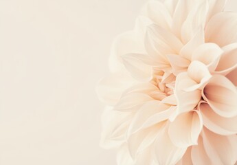 Fototapeta premium Soft Beige Dahlia Flower Close-Up 