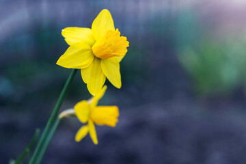 Yellow daffodils in the garden on a blurred dark background