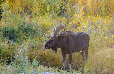 Bull Moose During the Rut in Grand Teton National Park Wyoming in Autumn