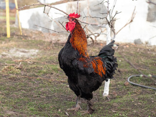 beautiful thoroughbred rooster with black and brown feathers in a spring garden