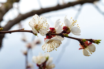 Apricot blossom, white apricot flowers on a tree close-up