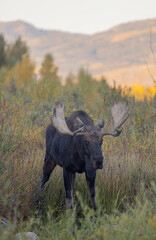 Bull Moose During the Rut in Grand Teton National Park Wyoming in Autumn