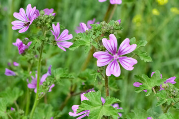 peaceful flowers and natural environment in nature