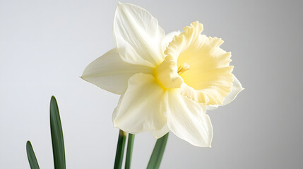 A pale yellow daffodil with a soft ruffled trumpet gently leaning in the spring breeze.