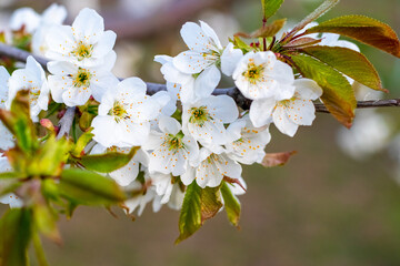 cherry blossom, white cherry flowers on a tree branch