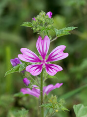 Fototapeta premium peaceful flowers and natural environment in nature