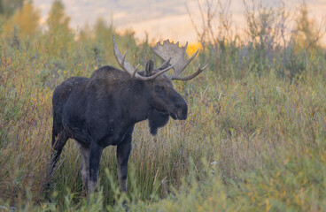 Bull Moose During the Rut in Grand Teton National Park Wyoming in Autumn