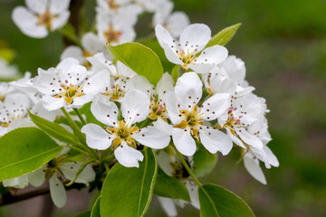 Obraz premium pear blossom, white pear flowers on a tree branch