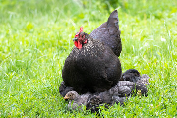 The black hen with small chicks is in the garden amidst the green grass