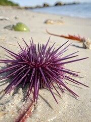 urchin on the beach