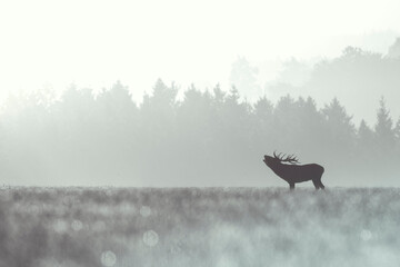 Brame dans la brume