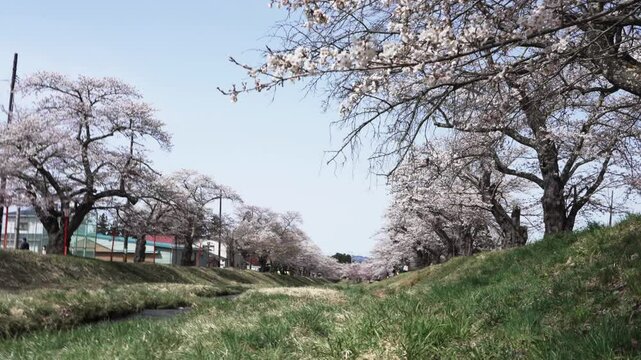 福島県　観音寺川桜