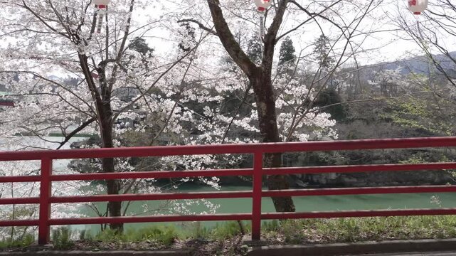 福島県　柳津桜
