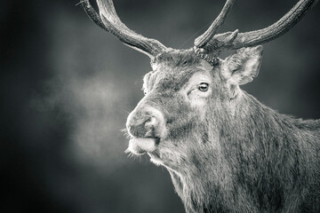 Dear deer