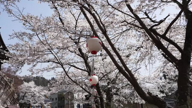福島県　柳津桜
